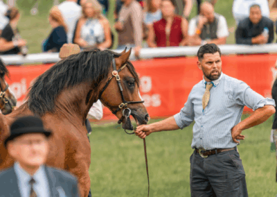 royal welsh show, pays de galle, welsh cob, chevaux, élevage