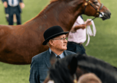 royal welsh show, pays de galle, welsh cob, chevaux, élevage