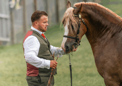 royal welsh show, pays de galle, welsh cob, chevaux, élevage
