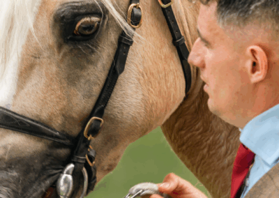 royal welsh show, pays de galle, welsh cob, chevaux, élevage