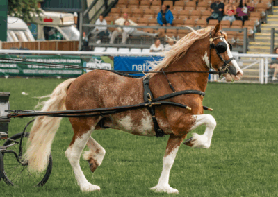 royal welsh show, pays de galle, welsh cob, chevaux, élevage